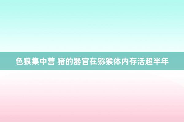 色狼集中营 猪的器官在猕猴体内存活超半年